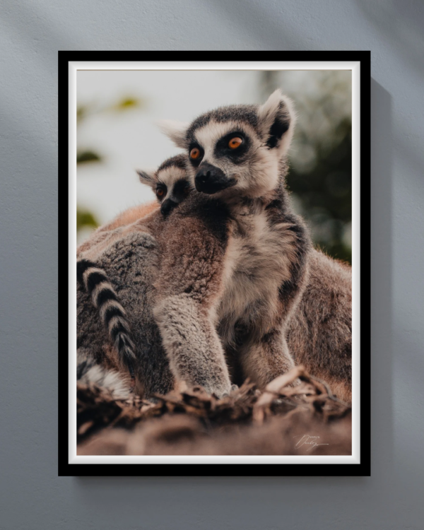 lémuriens LÉMURIENS