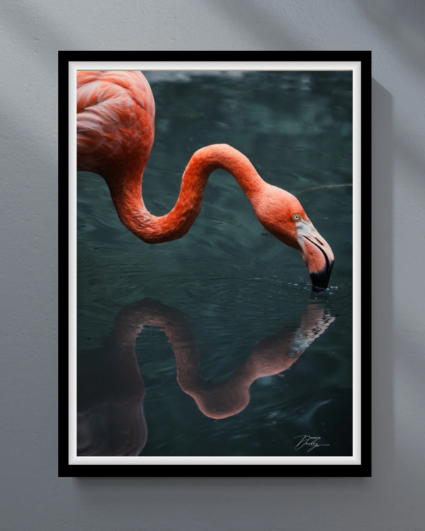 flamant rose FLAMANT ROSE