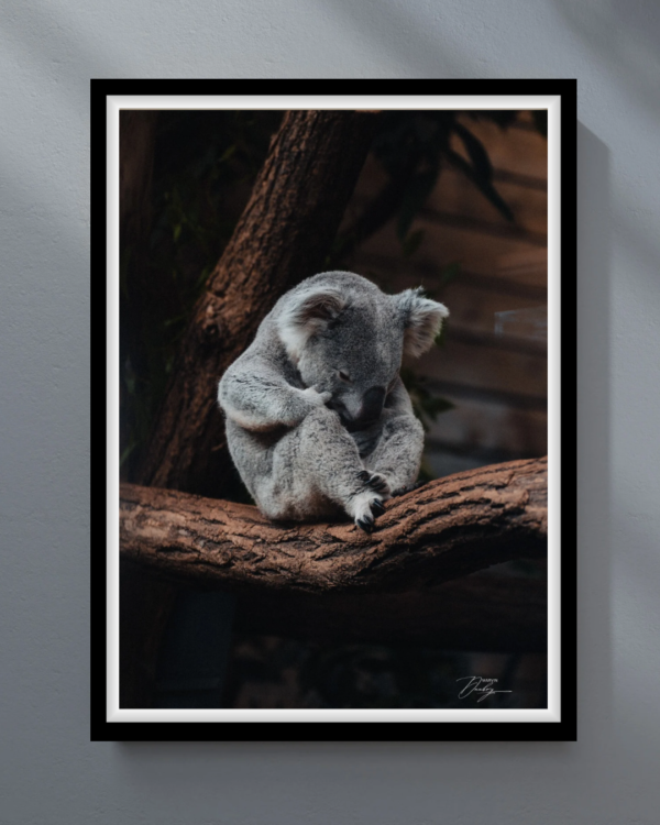 KOALA